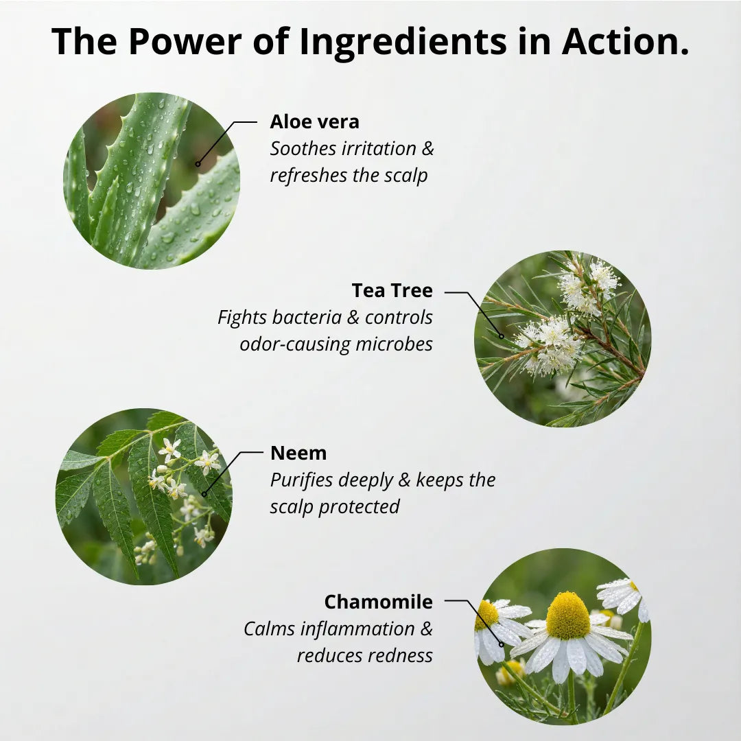Illustration of aloe vera, tea tree, neem, and chamomile with text describing their benefits on a white background.