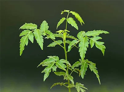 Neem
