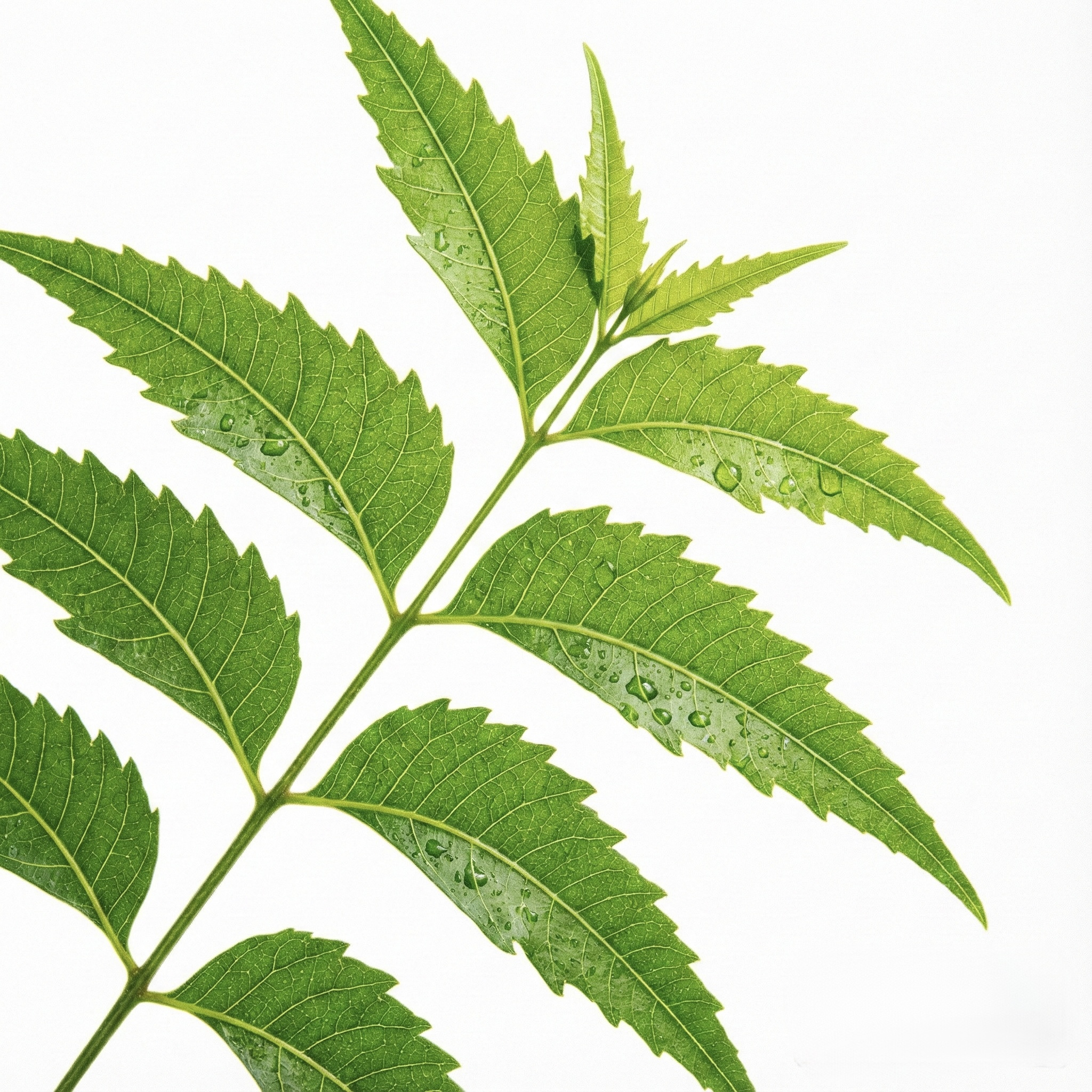 Neem Extract